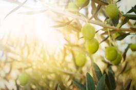 עצי זית נפוצים בגינות נוי ישראליות מאחר והם מתאימים לאקלים הארץ ישראלי